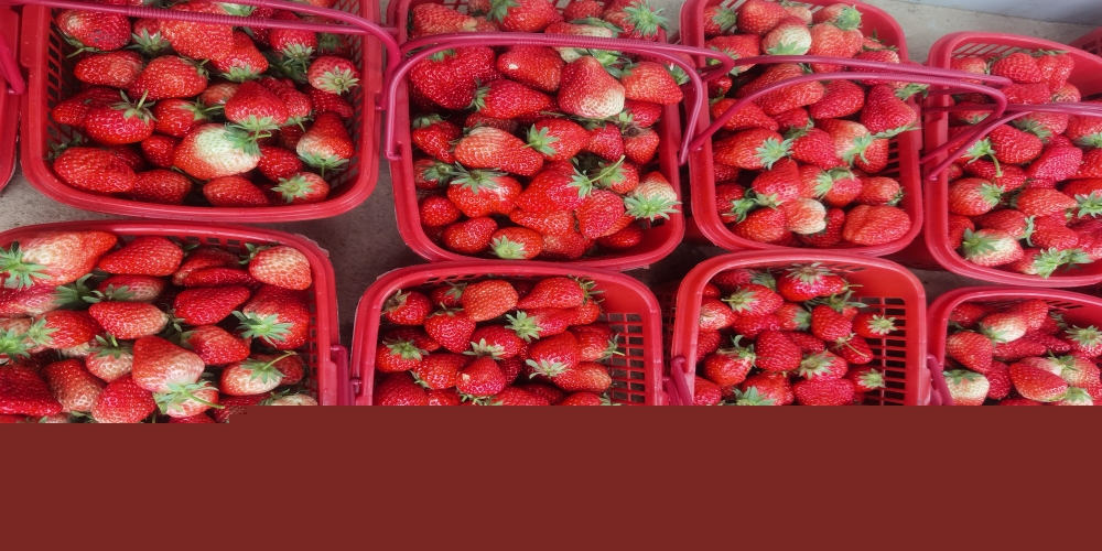 踏青摘草莓，喜慶“三八”節(jié)